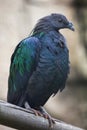 Nicobar pigeon Caloenas nicobarica.