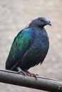 Nicobar pigeon Caloenas nicobarica.