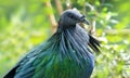 Nicobar pigeon Caloenas nicobarica. Wildlife animal. Royalty Free Stock Photo