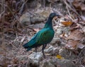 Nicobar pigeon, Caloenas nicobarica