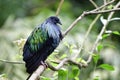 Nicobar pigeon or dove Caloenas nicobarica peacefully perching on tree branch