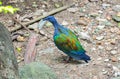 Nicobar pigeon