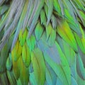 Nicobar Pigeon feathers