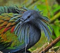 Nicobar Pigeon