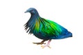 Nicobar Pigeon isolated Royalty Free Stock Photo