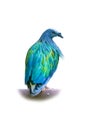 Nicobar Pigeon isolated on white background Royalty Free Stock Photo