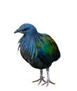 Nicobar pigeon Royalty Free Stock Photo