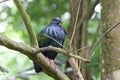 A Nicobar pigeon perched on top of a tree branch