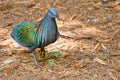 Nicobar Pigeon Walking On Mulch