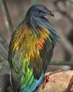 Nicobar Pigeon & x28;Caloenas nicobarica& x29; Royalty Free Stock Photo