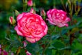 Pink Nicole Rose Blossoms Royalty Free Stock Photo
