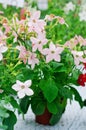 Nicotiana alata Appleblossom Royalty Free Stock Photo