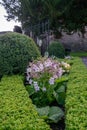 Nicotiana alata blooming Royalty Free Stock Photo