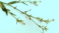 Nicotiana alata plant Royalty Free Stock Photo