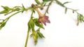 Nicotiana alata species Royalty Free Stock Photo