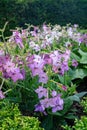 Nicotiana alata blooming Royalty Free Stock Photo