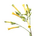 Nicotiana glauca, tree tabacco