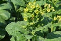 Nicotiana Rustica, or Aztec tobacco is blooming with yellow small flowers. A tobacco plant with yellow flowers and honey bees Royalty Free Stock Photo