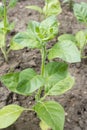 Nicotiana rustica Royalty Free Stock Photo