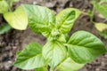 Nicotiana rustica Royalty Free Stock Photo