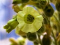 Nicotiana rustica, Tobacco plant Royalty Free Stock Photo