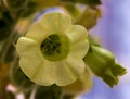 Nicotiana rustica, Tobacco plant blooming Royalty Free Stock Photo