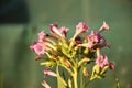 Tobacco plant (Nicotiana tabacum) with pink flowers. Royalty Free Stock Photo