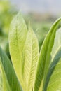 Nicotiana tabacum herbaceous plant Royalty Free Stock Photo