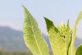 Nicotiana tabacum herbaceous plant Royalty Free Stock Photo