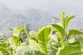 Nicotiana tabacum herbaceous plant Royalty Free Stock Photo