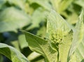 Nicotiana tabacum herbaceous plant Royalty Free Stock Photo