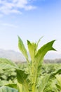 Nicotiana tabacum herbaceous plant Royalty Free Stock Photo