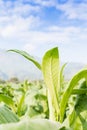 Nicotiana tabacum herbaceous plant Royalty Free Stock Photo