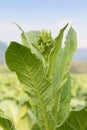 Nicotiana tabacum herbaceous plant Royalty Free Stock Photo