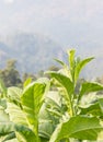 Nicotiana tabacum herbaceous plant Royalty Free Stock Photo