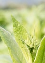 Nicotiana tabacum herbaceous plant Royalty Free Stock Photo