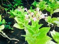 Nicotiana tabacum L. Royalty Free Stock Photo