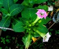Nicotiana tabacum, pink and white blooming tobacco flower in the garden in the morning with green leaves Royalty Free Stock Photo