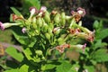 Nicotiana tabacum, plants and flowers by the end of summer,Zagreb, Croatia Royalty Free Stock Photo