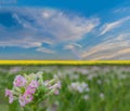 Nicotiana tabacum, Solanaceae, Turkish, tobacco flower in the plantation field with beautiful sky and cloud background. Royalty Free Stock Photo