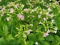 Nicotiana tabacum. Tobacco flowers on plantation field. Royalty Free Stock Photo