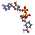 Nicotinamide adenine dinucleotide (NAD+) coenzyme molecule. Important coenzyme in many redox reactions