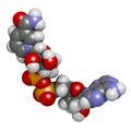 Nicotinamide adenine dinucleotide (NAD+) coenzyme molecule. Important coenzyme in many redox reactions