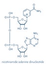 Nicotinamide adenine dinucleotide NAD coenzyme molecule. Important coenzyme in many redox reactions. Skeletal formula.