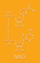 Nicotinamide adenine dinucleotide NAD coenzyme molecule. Important coenzyme in many redox reactions. Skeletal formula.