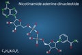 Nicotinamide adenine dinucleotide oxidized form, NAD+ coenzyme molecule. Structural chemical formula on the dark blue background