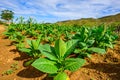 Tobacco field with beautiful sky background in the Dominican Republic