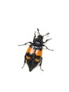 Nicrophorus investigator carrion beetle isolated Royalty Free Stock Photo