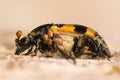 Nicrophorus vespillo burying beetle with mites