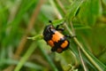 Nicrophorus vespilloides